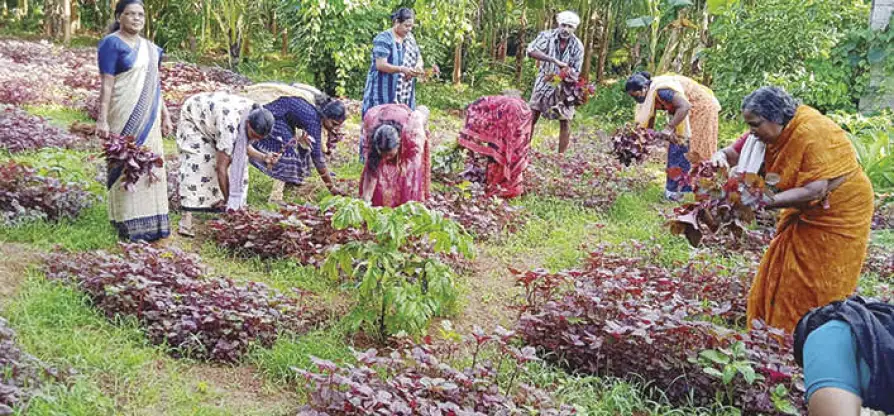 “கேரளாவில் இயற்கை விவசாயத்தில் அசத்தும் பெண்கள் குழு “