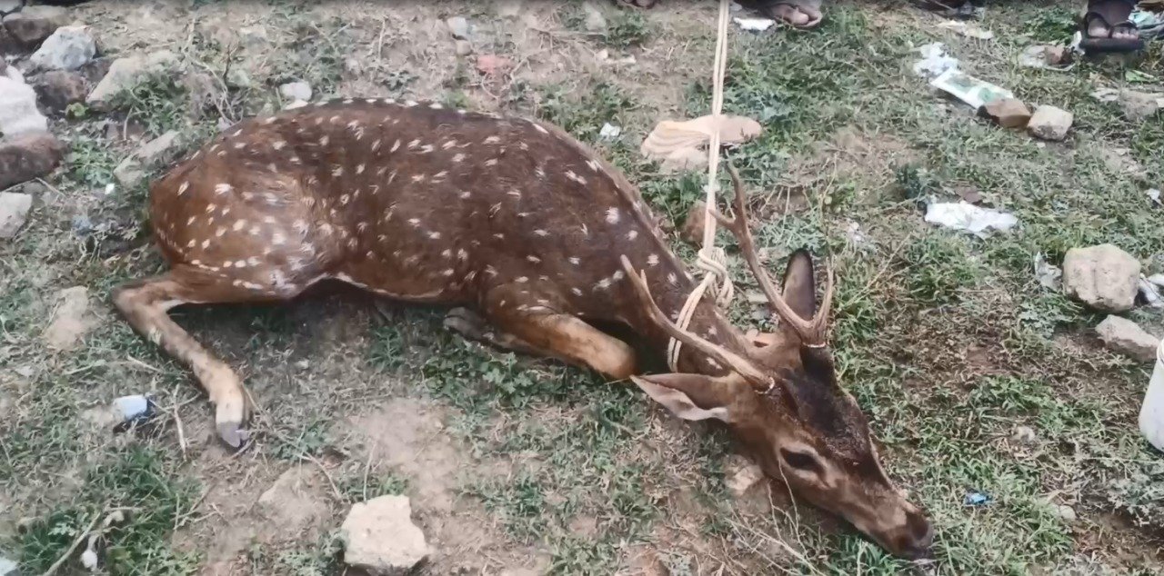 வழிதவறி வந்த புள்ளிமானுக்கு காயம்