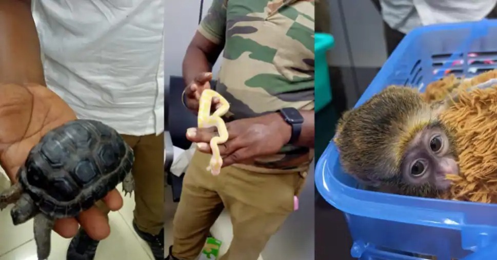பையில் பாம்புடன் விமானத்தில் வந்த பயணி