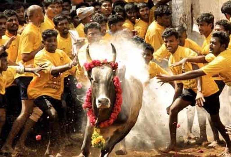 ஜல்லிகட்டில் மாடுபிடி வீரர்களுக்கு புதிய கட்டுப்பாடு  : மதுரை அவனியாபுரம்